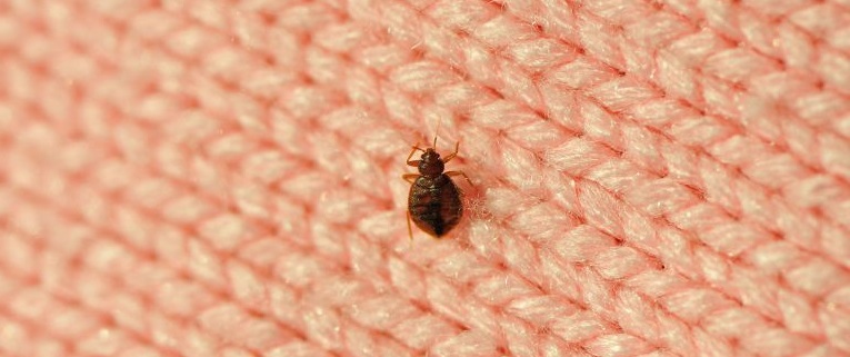 What are bed bugs?