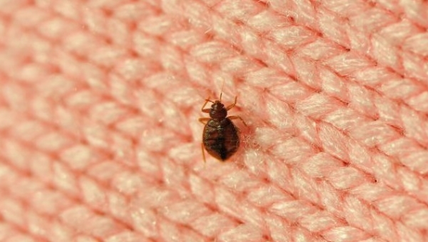 What are bed bugs?